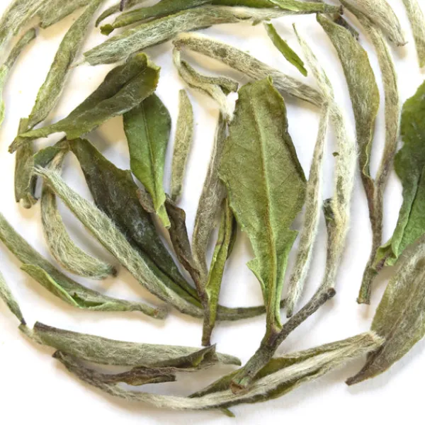 TeaSource White Tea<Among the Willows | White Tea