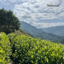 TeaSource Black Tea<Balloon Flower | Black Tea