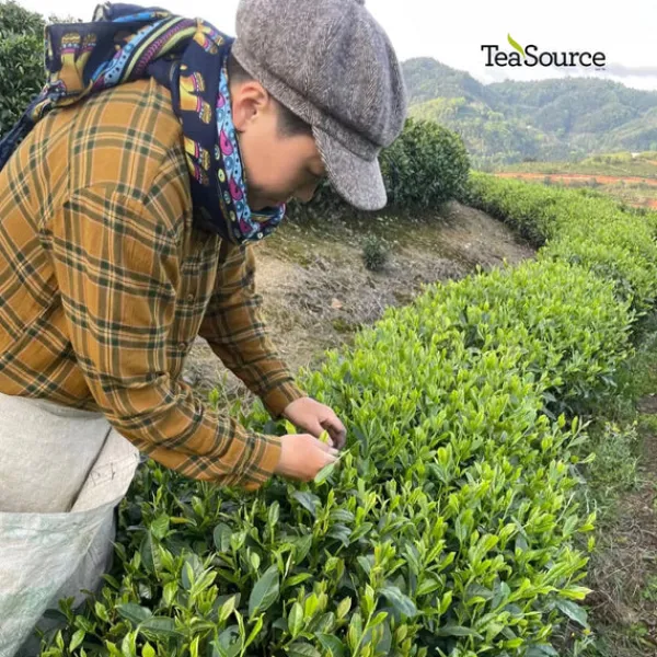TeaSource Black Tea<Balloon Flower | Black Tea