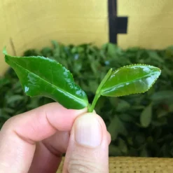 TeaSource Oolong Tea<Book of Spells Tieguanyin | Oolong Tea