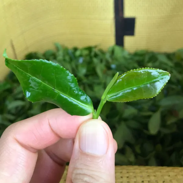TeaSource Oolong Tea<Book of Spells Tieguanyin | Oolong Tea