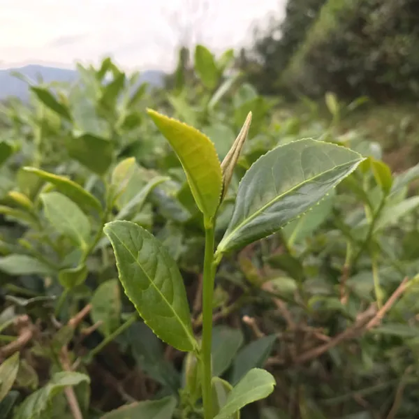TeaSource Oolong Tea<Book of Spells Tieguanyin | Oolong Tea