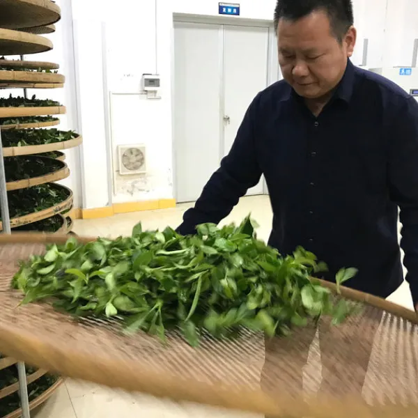 TeaSource Oolong Tea<Book of Spells Tieguanyin | Oolong Tea
