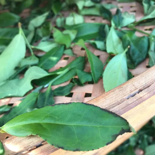 TeaSource Oolong Tea<Book of Spells Tieguanyin | Oolong Tea