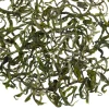TeaSource Green Tea<Butterfly | Green Tea