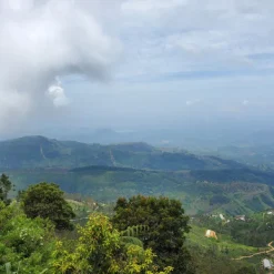 TeaSource Black Tea<Ceylon Morning Harvest | Black Tea