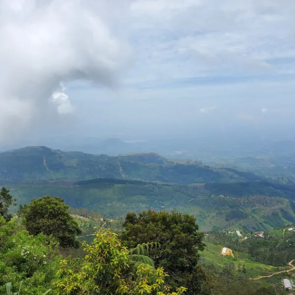 TeaSource Black Tea<Ceylon Morning Harvest | Black Tea