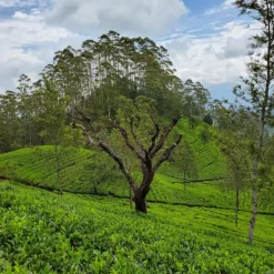 TeaSource Black Tea<Ceylon Morning Harvest | Black Tea