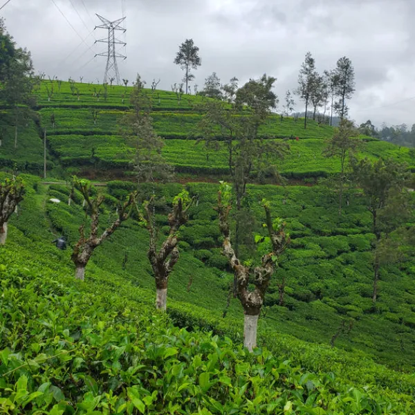 TeaSource Black Tea<Ceylon Peacock Feather | Black Tea