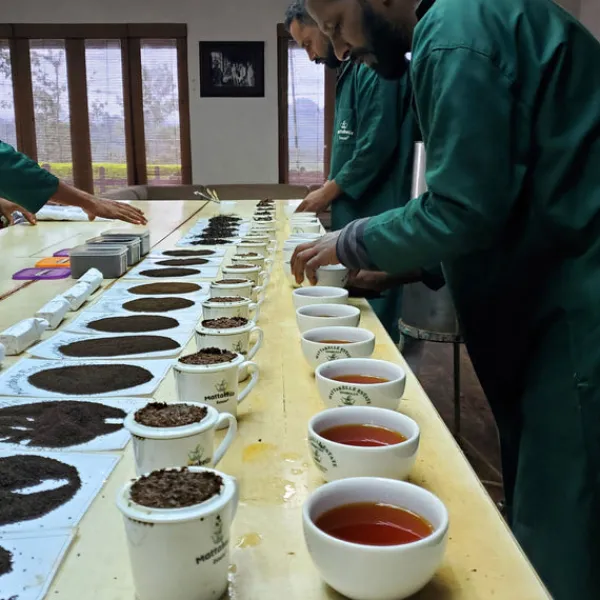 TeaSource Black Tea<Ceylon Peacock Feather | Black Tea