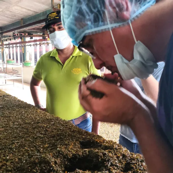 TeaSource Black Tea<Ceylon Seafarer | Black Tea