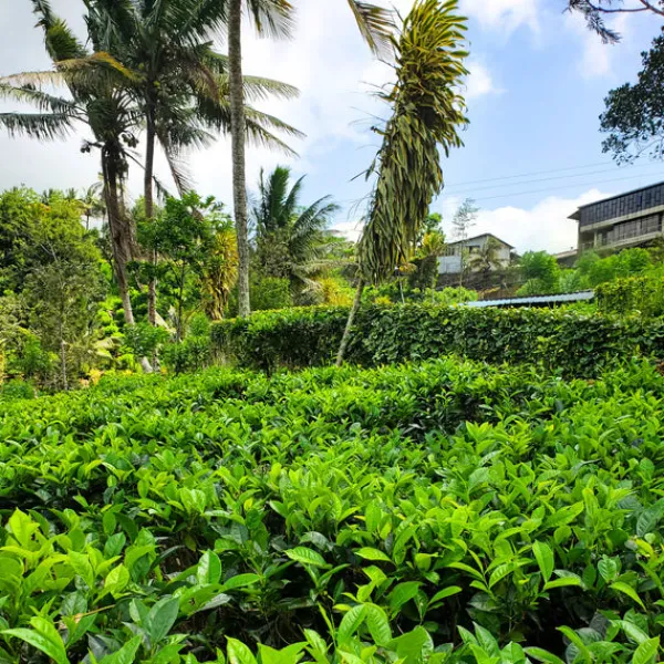TeaSource Black Tea<Ceylon Seafarer | Black Tea