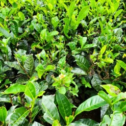 TeaSource Black Tea<Ceylon Secret Stash | Black Tea