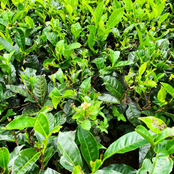 TeaSource Black Tea<Ceylon Secret Stash | Black Tea