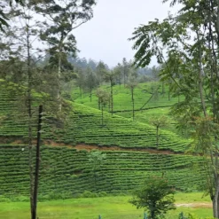 TeaSource Black Tea<Ceylon Silent Jungle | Black Tea