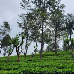 TeaSource Black Tea<Ceylon Tuk-Tuk | Black Tea