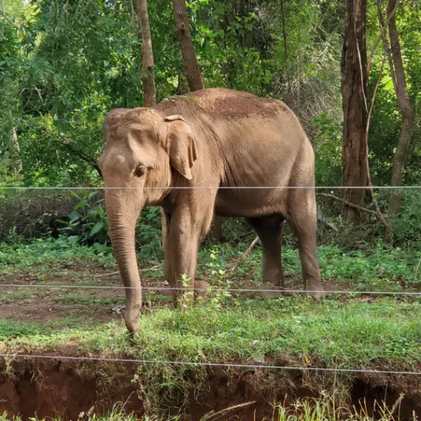 TeaSource Black Tea<Ceylon Wild Elephant | Black Tea