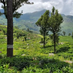 TeaSource Black Tea<Ceylon Wild Elephant | Black Tea