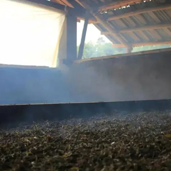 TeaSource Dark Tea<Dark Night Dragon Pearls | Dark Tea