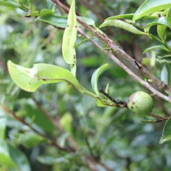 TeaSource Oolong Tea<Floodplain Dan Cong | Oolong Tea