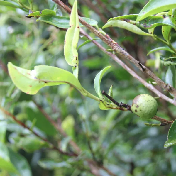 TeaSource Oolong Tea<Floodplain Dan Cong | Oolong Tea