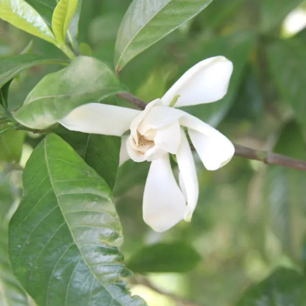 TeaSource Puer Tea<Gardenia Puer | Ripe (Shu) Puer Tea