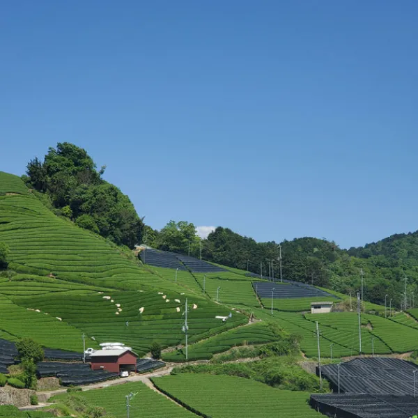 TeaSource Green Tea<Gazebo Gyokuro | Green Tea