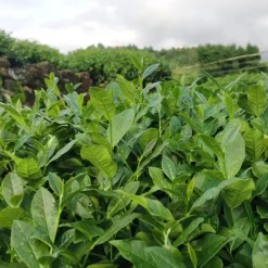 TeaSource Oolong Tea<Green Garden Tieguanyin | Oolong Tea