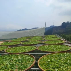 TeaSource Oolong Tea<Green Garden Tieguanyin | Oolong Tea