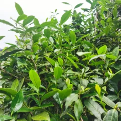 TeaSource Oolong Tea<Green Garden Tieguanyin | Oolong Tea