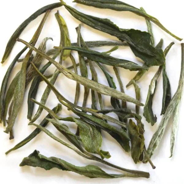TeaSource Green Tea<Green Orchid | Green Tea