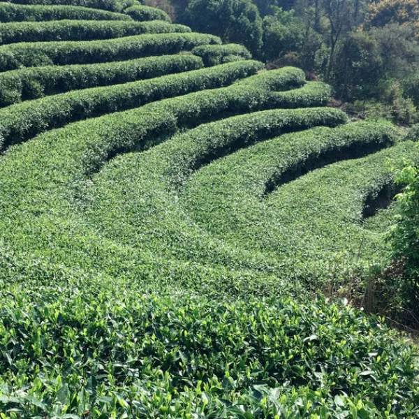 TeaSource Green Tea<Homestead | Green Tea