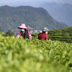 TeaSource Green Tea<Homestead | Green Tea