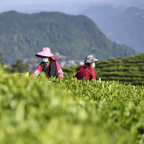 TeaSource Green Tea<Homestead | Green Tea