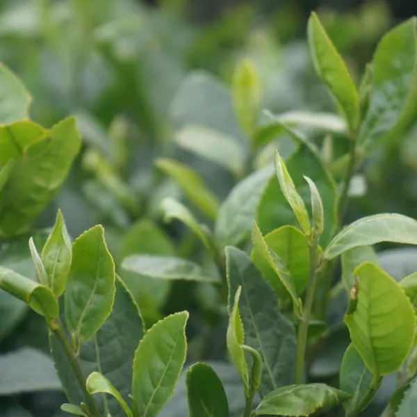 TeaSource Green Tea<Homestead | Green Tea