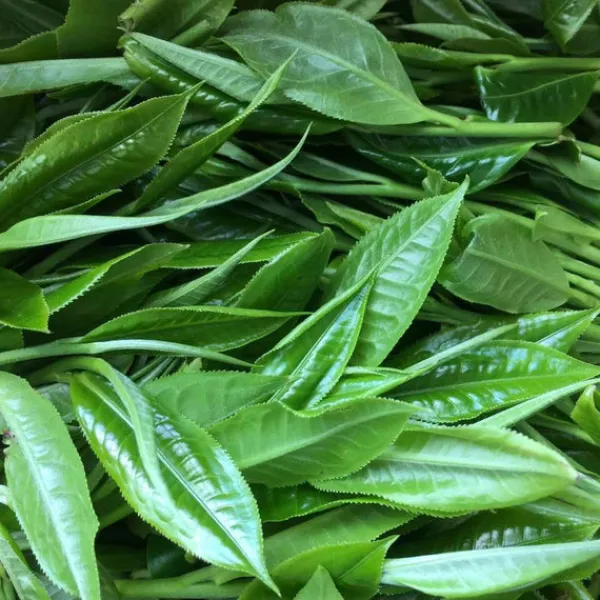 TeaSource Puer Tea<Jack of Diamonds | Raw (Sheng) Puer Tea