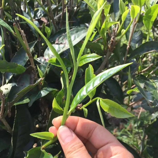 TeaSource Puer Tea<Jack of Diamonds | Raw (Sheng) Puer Tea