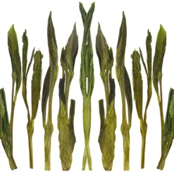 TeaSource Green Tea<Jade Pillar | Green Tea