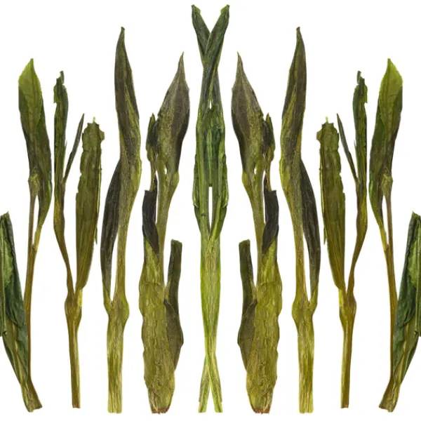 TeaSource Green Tea<Jade Pillar | Green Tea