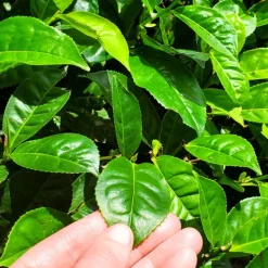 TeaSource Black Tea<Little Island Ceylon | Black Tea