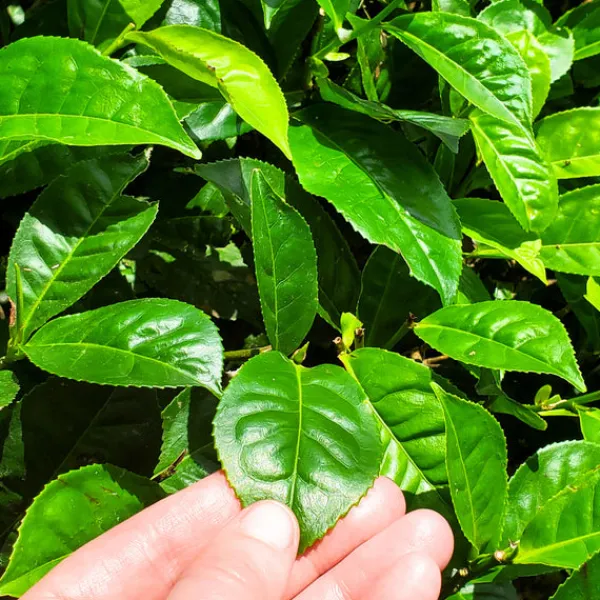 TeaSource Black Tea<Little Island Ceylon | Black Tea