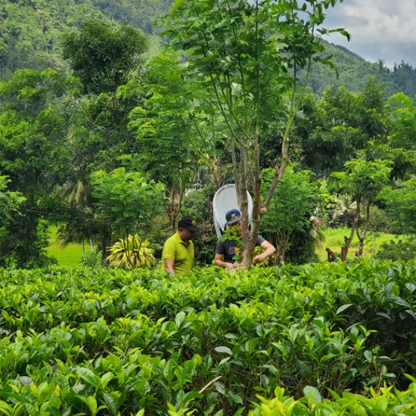 TeaSource Black Tea<Little Island Ceylon | Black Tea