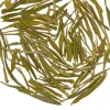 TeaSource Green Tea<Magnetic North | Green Tea