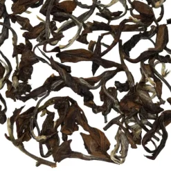 TeaSource Oolong Tea<Nocturnal | Oolong Tea