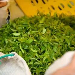 TeaSource Oolong Tea<Nocturnal | Oolong Tea