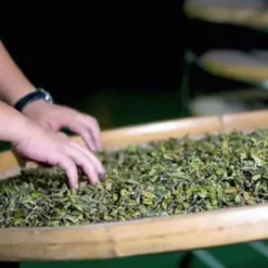 TeaSource Oolong Tea<Nocturnal | Oolong Tea