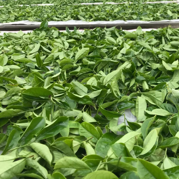 TeaSource Oolong Tea<Quiet Creek Tieguanyin | Oolong Tea