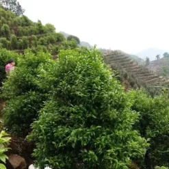 TeaSource Oolong Tea<Raven Leaf Dan Cong | Oolong Tea