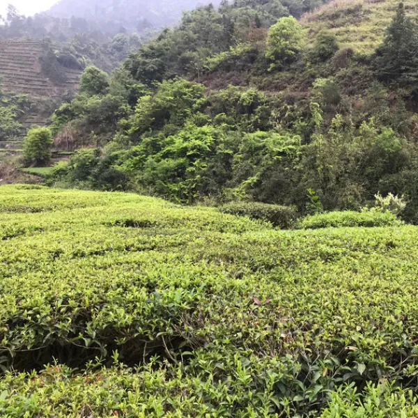 TeaSource Black Tea<Red Dawn | Black Tea
