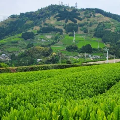 TeaSource Green Tea<Scenic Mountain Sencha | Green Tea